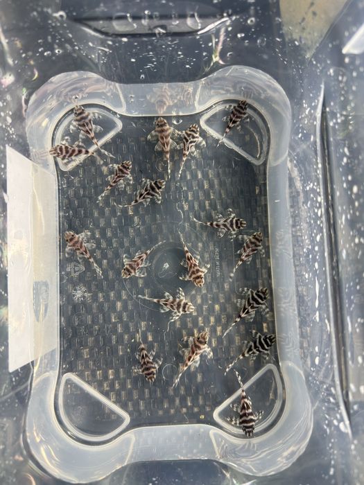 Hypancistrus L333 Juvenis
