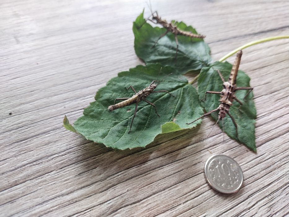Straszyki tisamenus sp. Cunyan