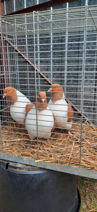 Strasser Strassery samice