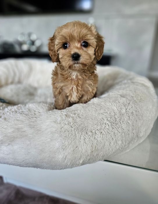 Słodkie Puchate Maltipoo Chłopczyk juz do Odbioru!