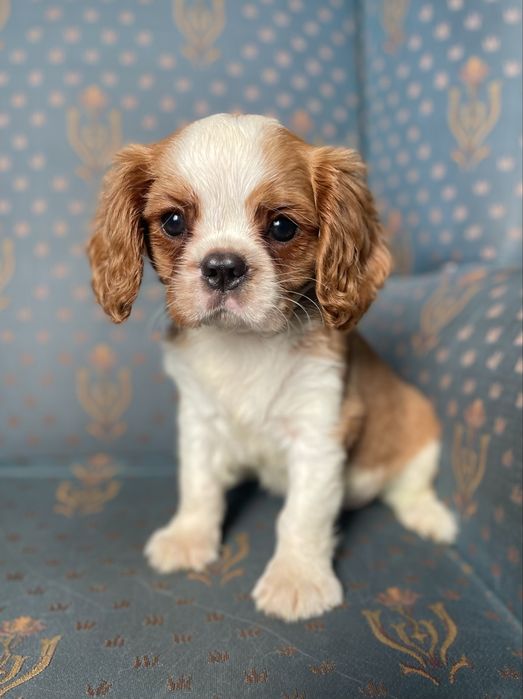 Cavalier king charles spaniel