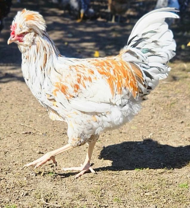 Koguty  czubatki