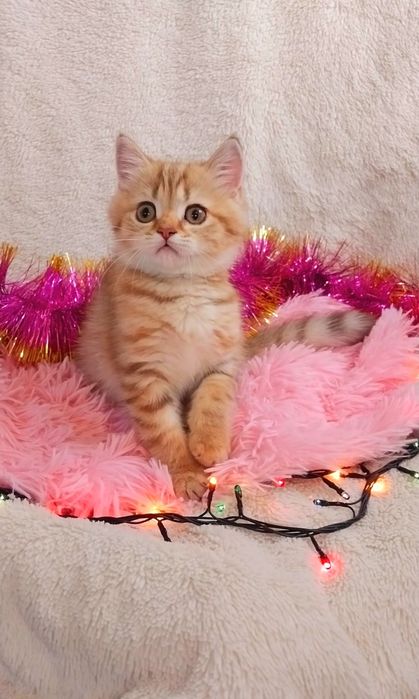 Золота шиншила таббі дівчинка красунечка