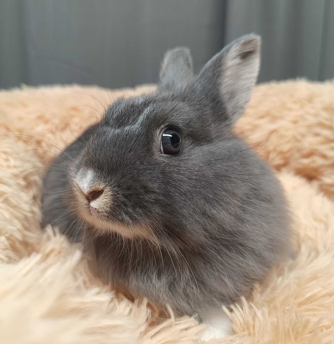 Królik - mini teddy z dziwną miną