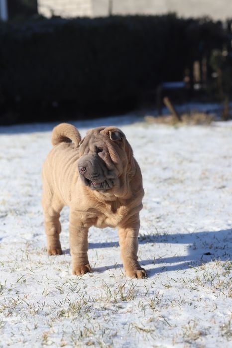 Шикарна дівчинка ізабелка