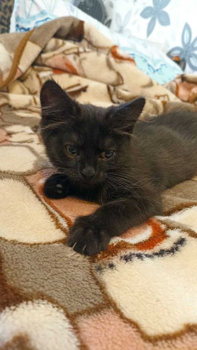 отдам кота в хорошие руки