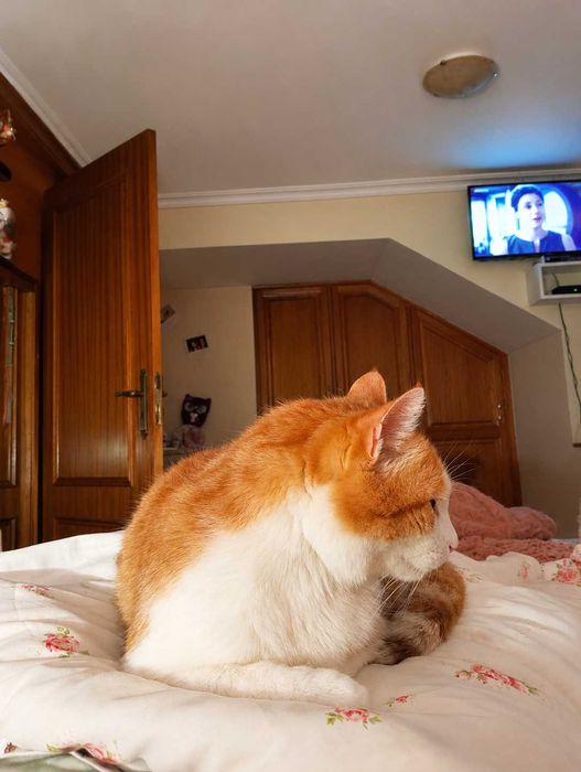 CASTRADO | Gato vacinado disponível para Adoção Responsável