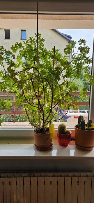 Geranium anginka - duże okazy