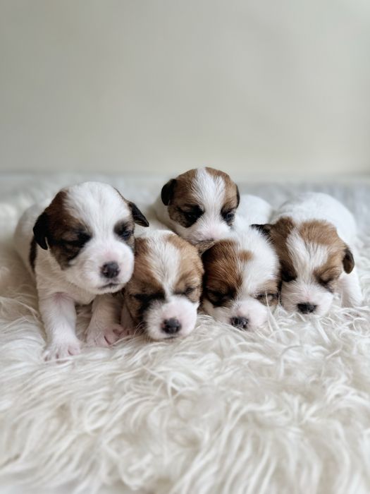 Jack Russell Terrier- biało-brązowa Sunia ZkwP FCI