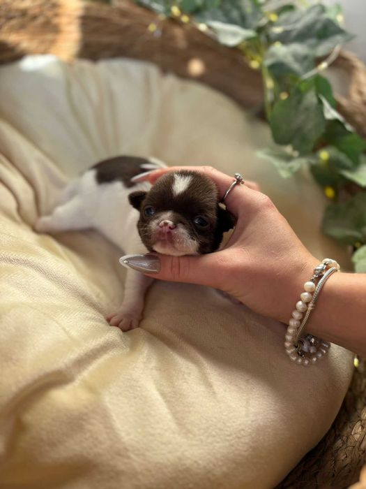 Chihuahua Krótkowłosy - wyjątkowy chłopak