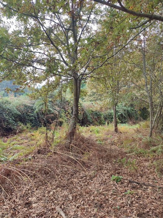 Terreno 2500m2 para alugar