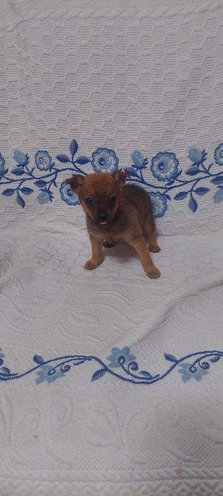 Yorkshire x chichuachua