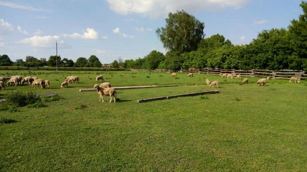 Овечки, бараны, овцы