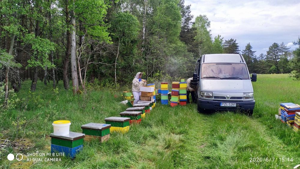 Matki pszczele, Krainka Hinderhofer Pasieka Kosacki
