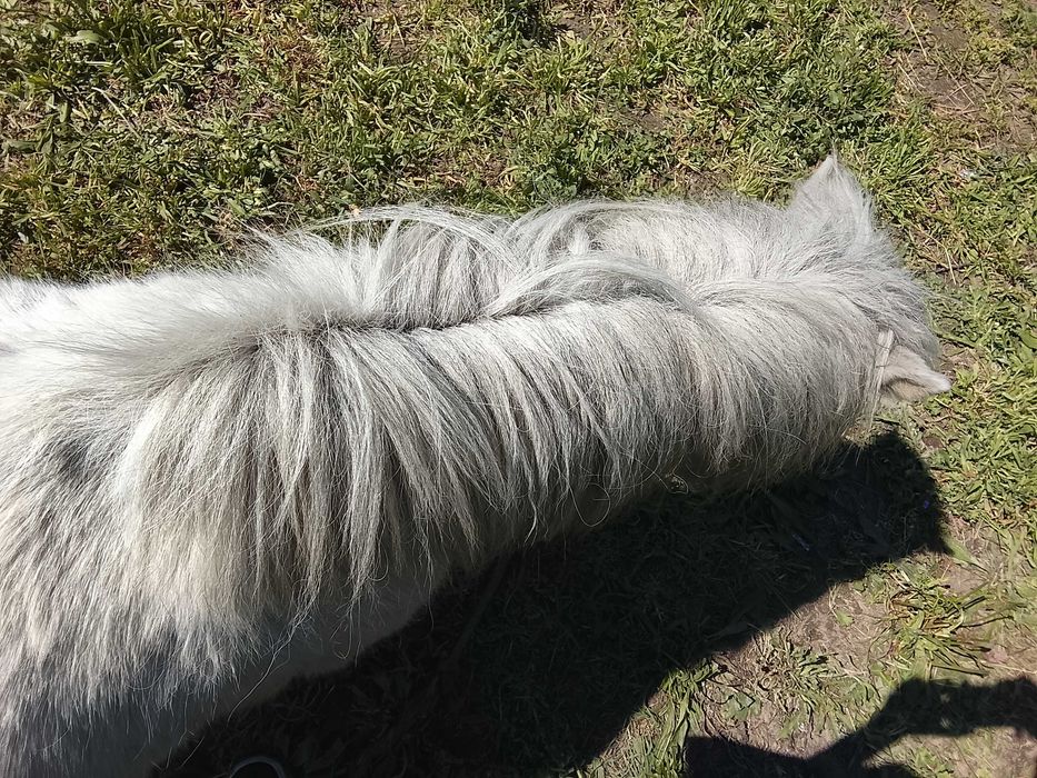 Vendo ponei ler descrição