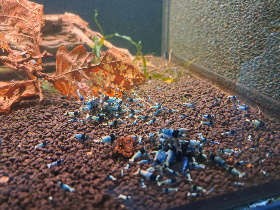 Krewetka caridina Tai mosura deep