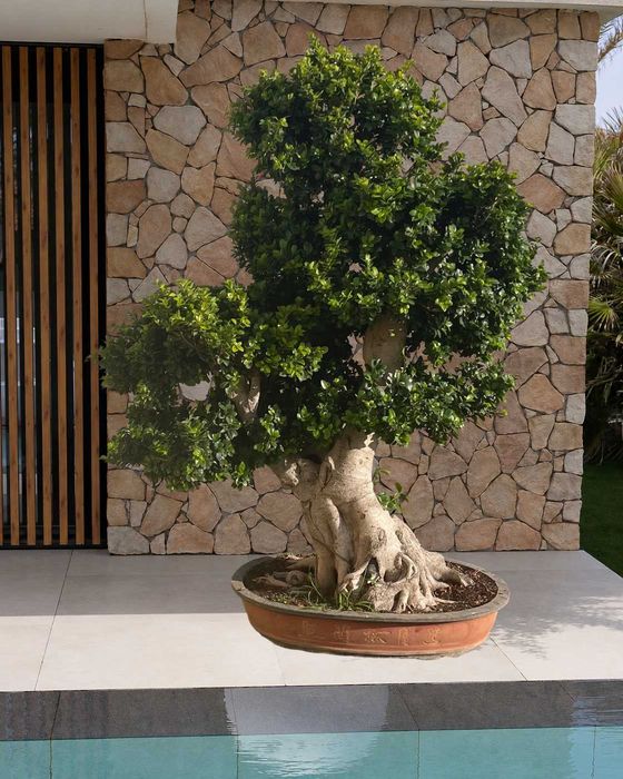 Bonsai Gigante Premium verdadeiro