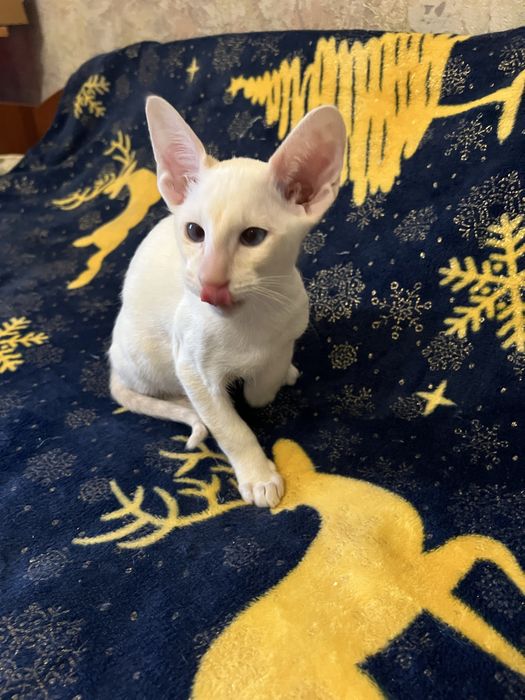 Ориентальный мальчик