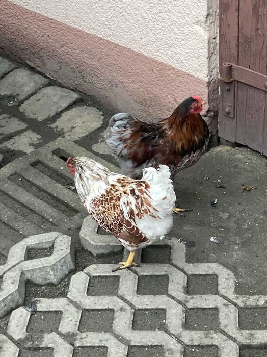 koguty wyandotte miniaturowe (wyandotty)