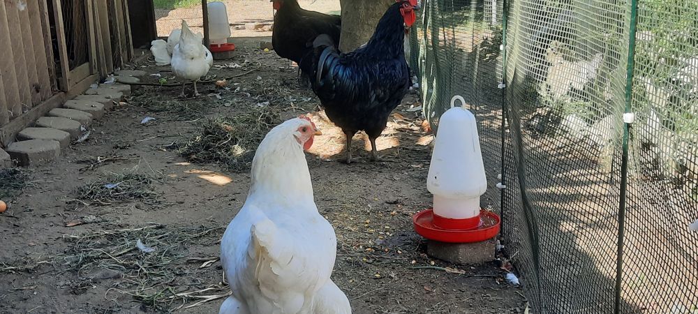 Ovos Galados Jersey Gigante Negro e Brancos