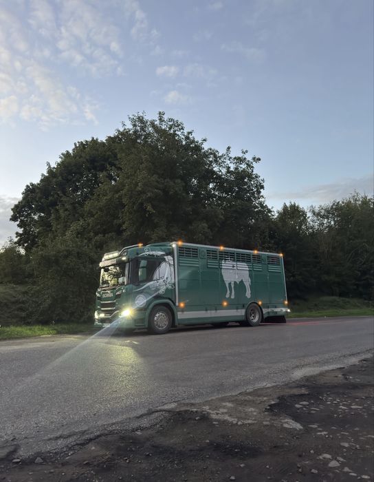 Skup Bydła RZEŹNEGO !!