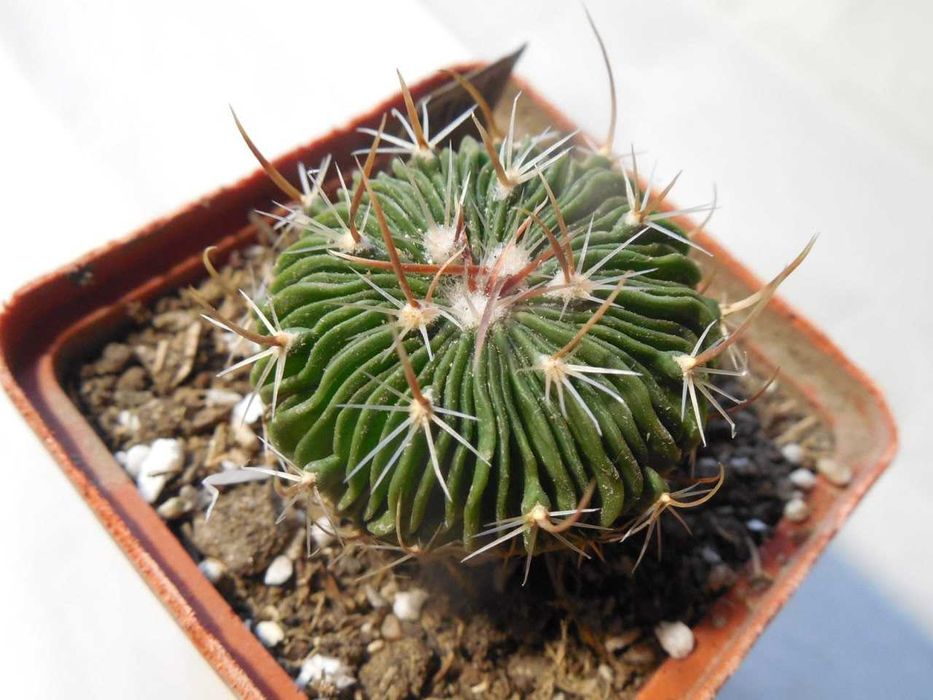 Echinocereus canus (russanthus – v. neocapillus) – Solitario