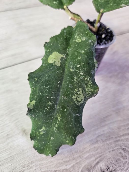 Hoya undulata Black