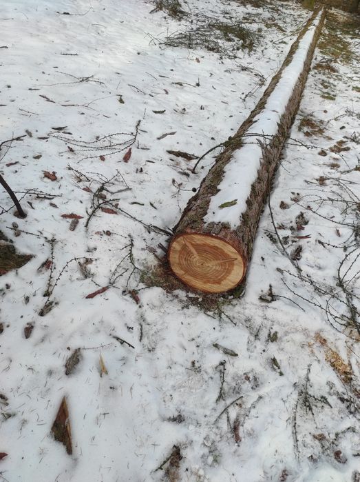 Kłoda,drąg, drzewo, modrzew