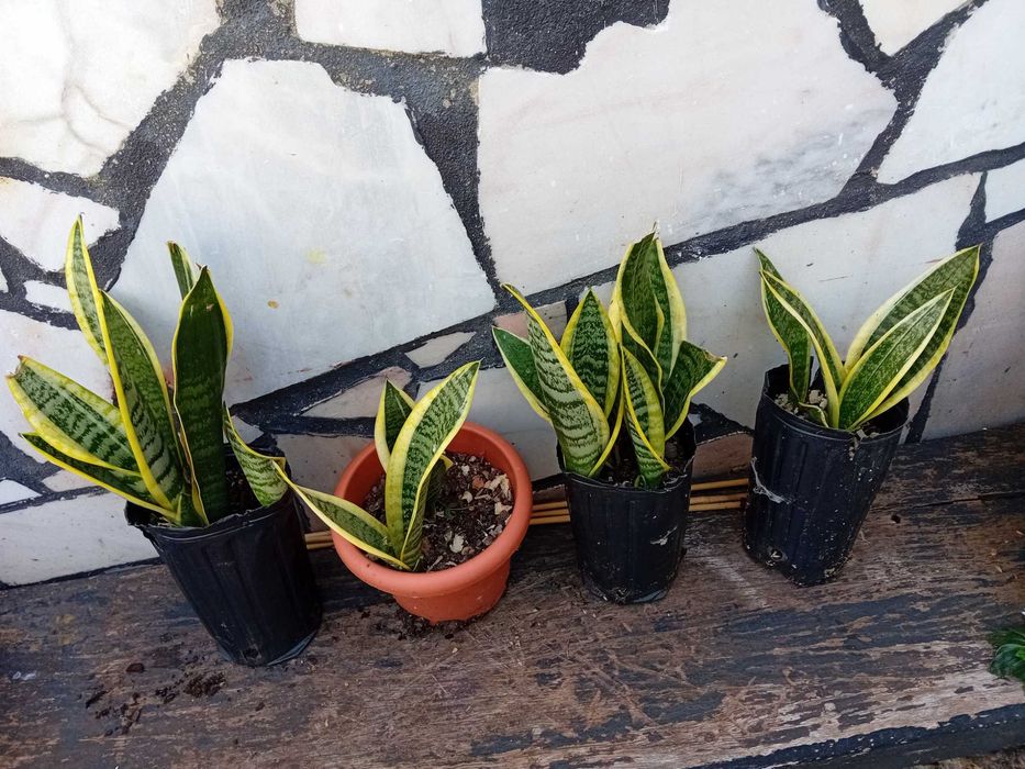 Planta - Espada de São Jorge