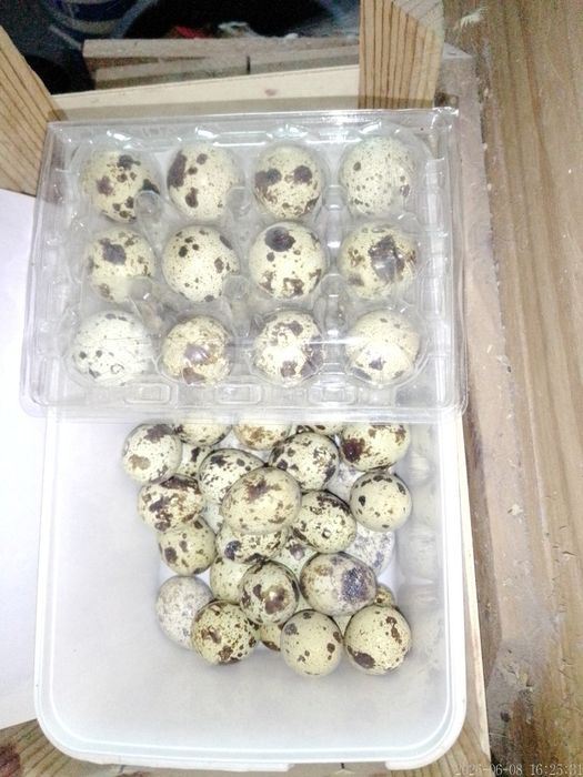 Ovos de codorniz