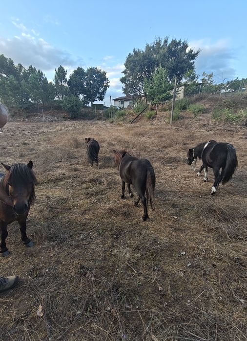 Póneis para venda
