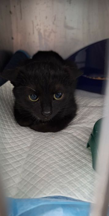 Malutka kicia przetrwała mrozy i szuka domu