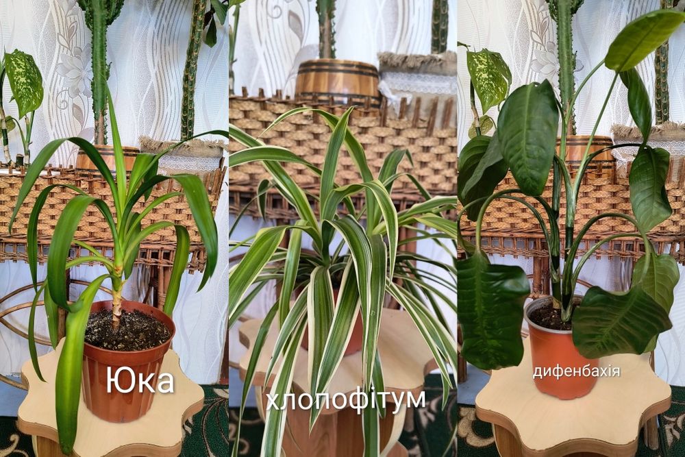 Кімнатні рослини