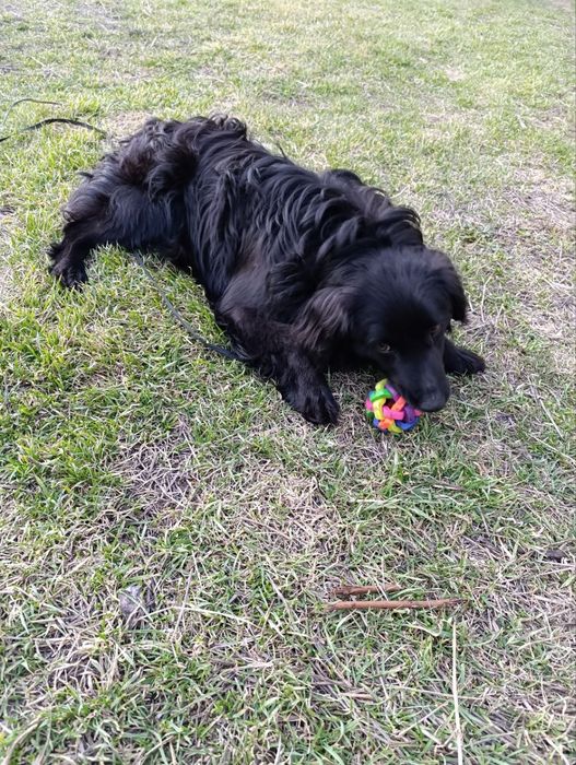 отдам мальчика в хорошие руки