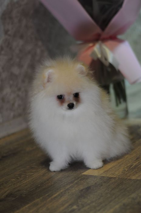 Крутезні ТОП ведмежата