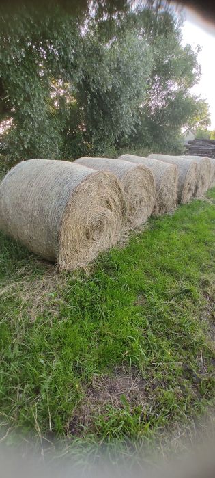 Siano w belach, tegoroczne