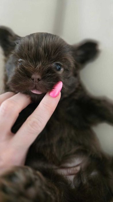 Shih tzu szczeniak z rodowodem piesek