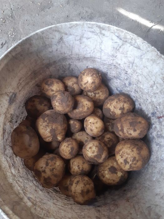 ziemniaki jadalne Gala Mia cena przy zakupie powyżej 100 kg