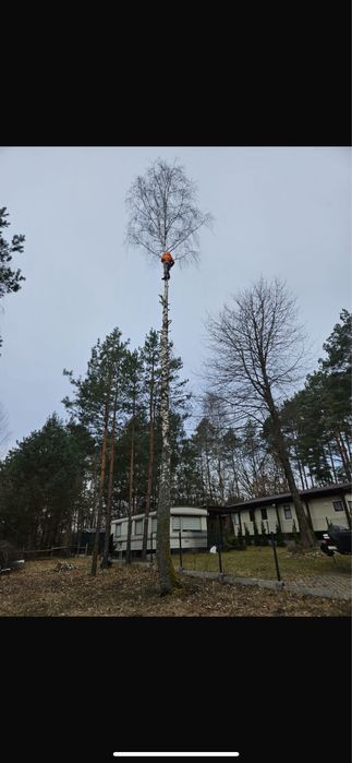 Frezowanie korzeni drzew, wycinka drzew, utylizacja odpadow zielonych