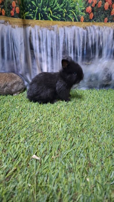 Vendo coelhos anões mini lop e holandês anão.