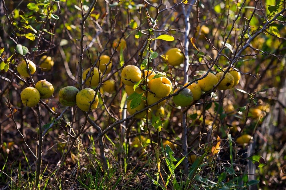 Pigwowiec Japoński (Chaenomeles Japonica) 30-50 cm, donica 1l