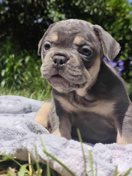 Bulldog blue tan