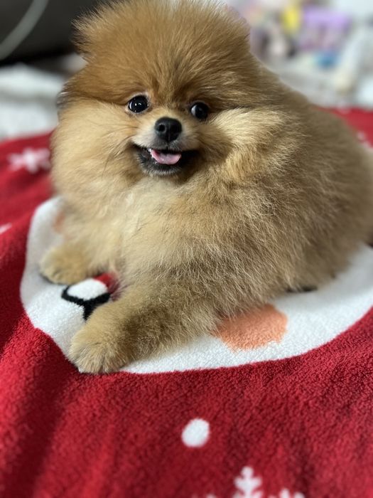 Ведмедик шпіц док КСУ