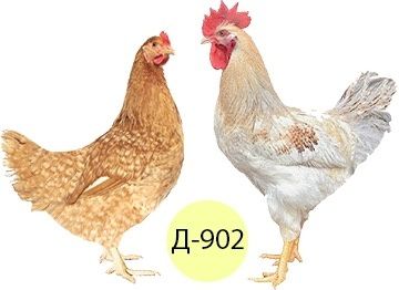 Опт інкубаційне яйце м'ясо-яєчні кольорові яйця кури