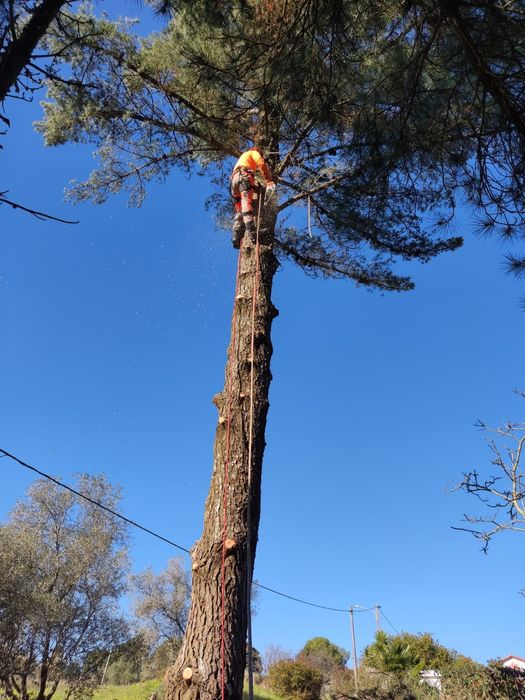 Poda e corte de árvores e limpeza de terrenos