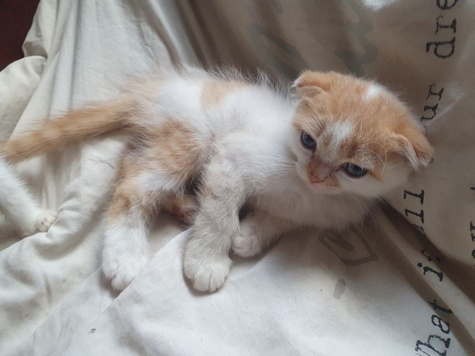 Шатландец вислоушка котик