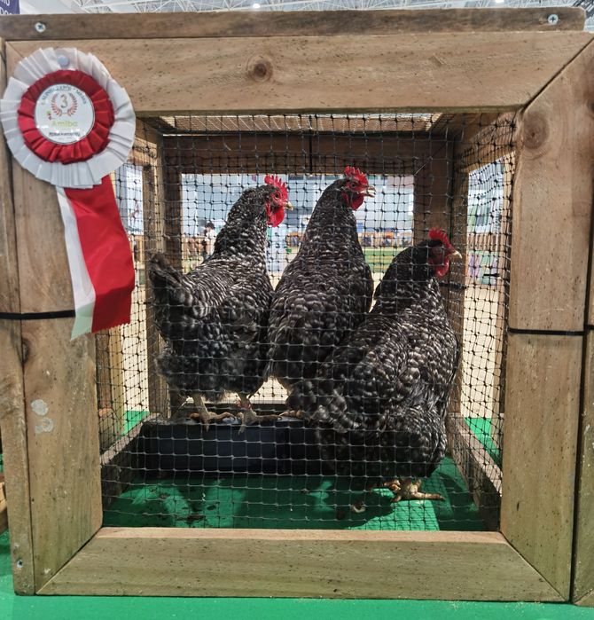 Ovos galados de pedrês portuguesa