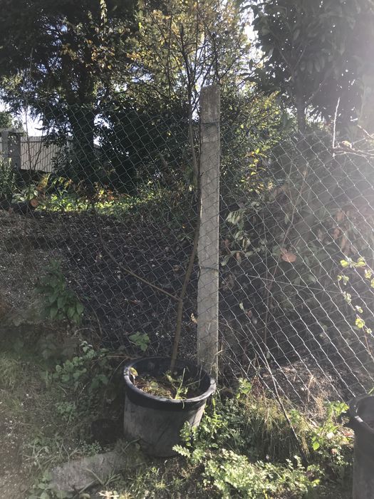 Figueira grande pingo de mel ja da muitos figos