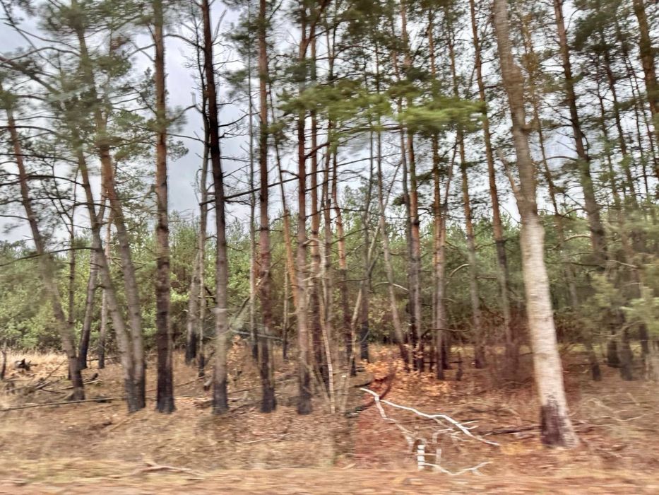 Земельна ділянка! Соснівка! Заліснена