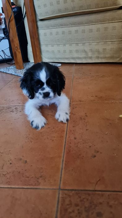 Super Cocker Spaniel